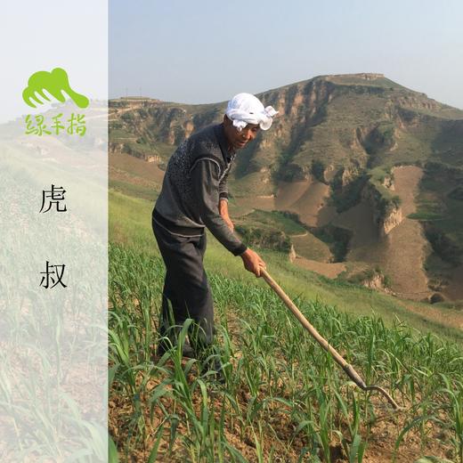 合作生产 | 高原生态小米5斤团购 商品图3