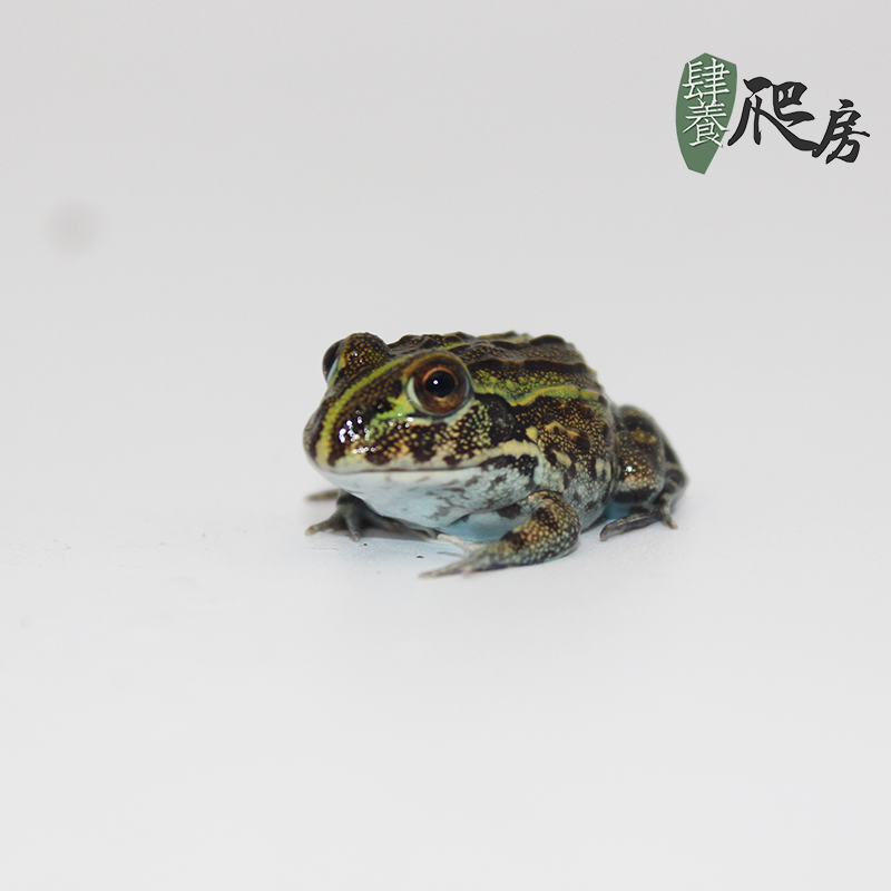 箱头非洲牛蛙 | 密直纹 小苗 约3cm