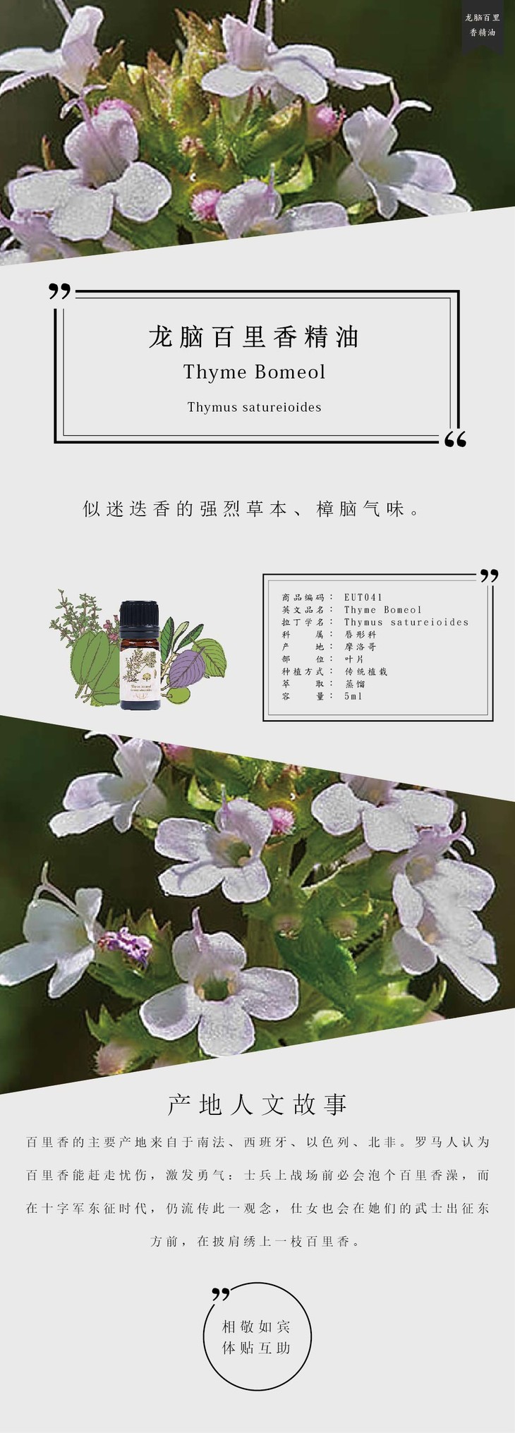 龙脑百里香 thyme borneol