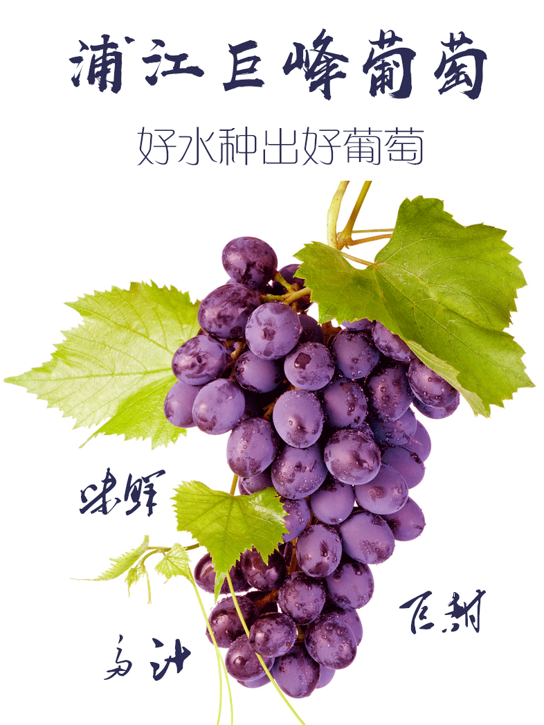 浦江葡萄水果新鲜特级巨峰现摘现发冷链运输江浙沪包邮无公害当季