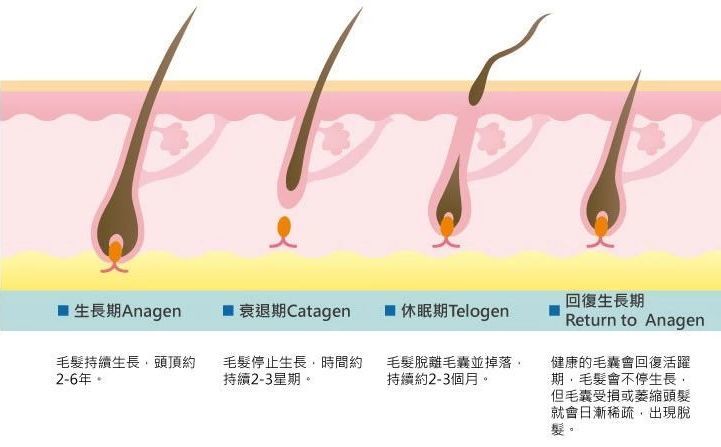 洗护合一,巩固发根,促进再生,深层清洁头皮,疏通堵塞毛囊,留香72小时