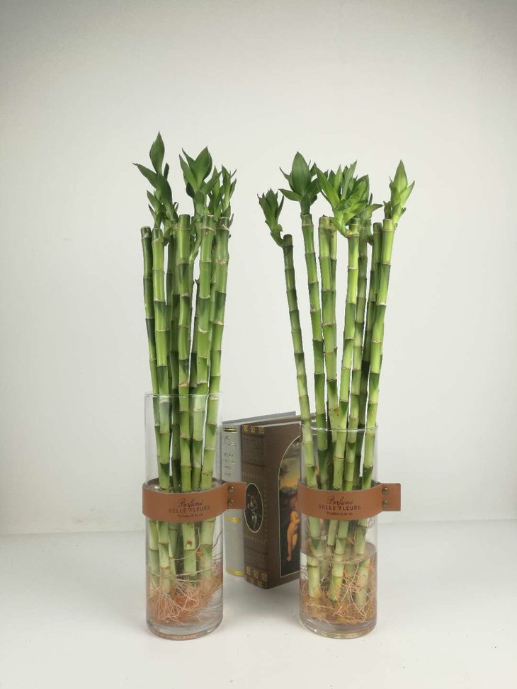 花市在线||富贵竹,出口品质,10支,高度45cm,可搭配花瓶