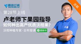 如何种出高产优质沃柑果