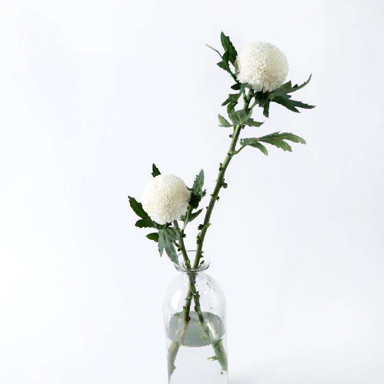 乒乓菊 白色