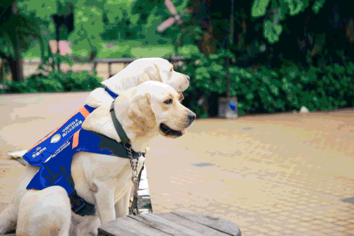 饲养员训练导盲犬