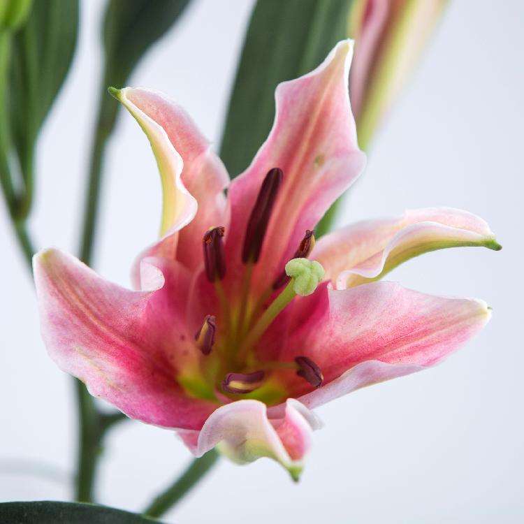 百合 梯伯 2头
