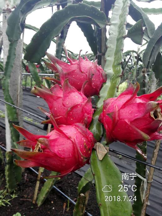 “吃海鲜”长大的有机火龙果您值得一品！ 商品图0