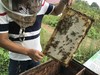 湘西农家放养土蜂蜜，野生荆条蜜 商品缩略图3