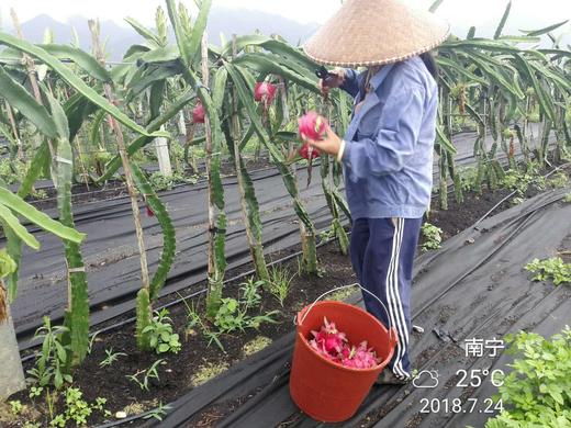 “吃海鲜”长大的有机火龙果您值得一品！ 商品图3