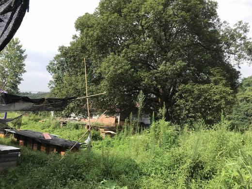 湘西农家放养土蜂蜜，野生荆条蜜 商品图4