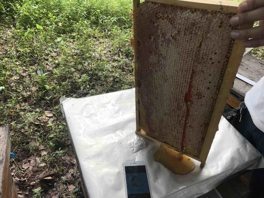 湘西农家放养土蜂蜜，野生荆条蜜 商品图6