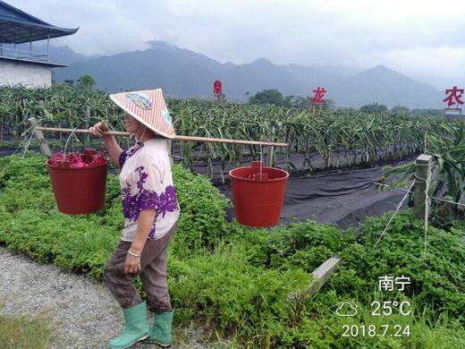“吃海鲜”长大的有机火龙果您值得一品！ 商品图2