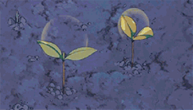 等3-5天,植物恢复了生长之后我们再重新上盆.