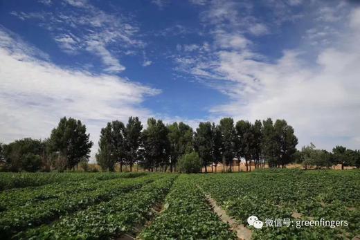 合作生产 | 高原生态小米5斤团购 商品图1