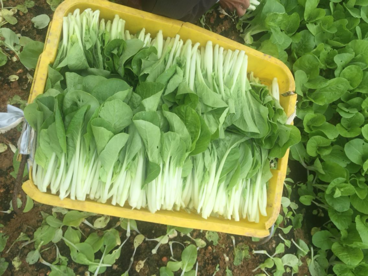 【绿色标准】小白菜 青菜 油菜 鸡毛菜 约400克/份