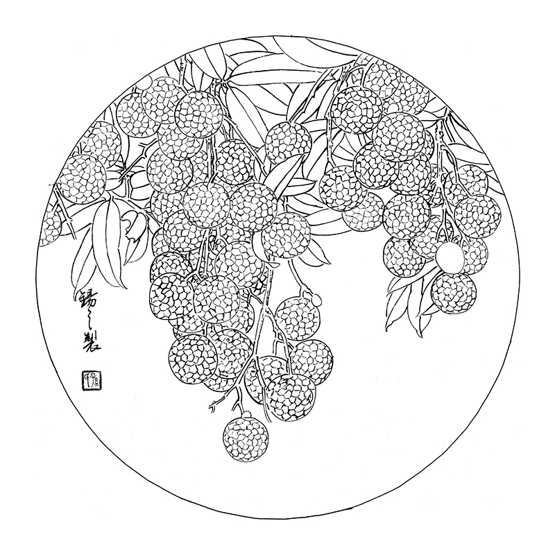 ts58高清工笔画荔枝白描底稿初学者国画花鸟入门临摹