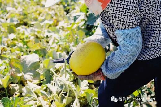 合作生产 | 高原生态小米5斤团购 商品图0