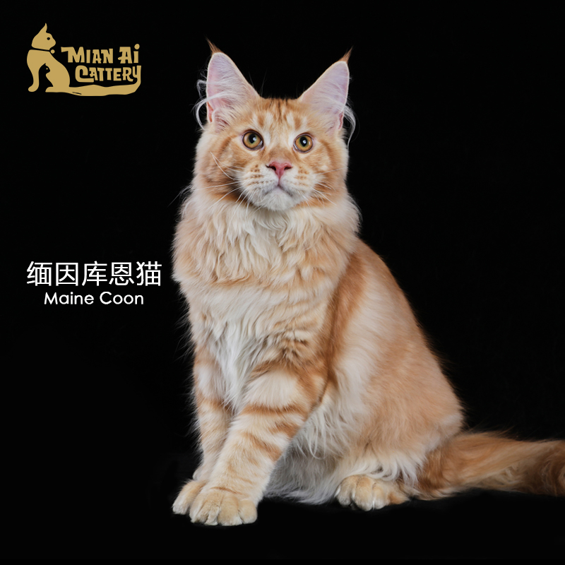 caac缅爱猫舍缅因库恩猫纯种猫宠物猫咪活体缅因猫幼