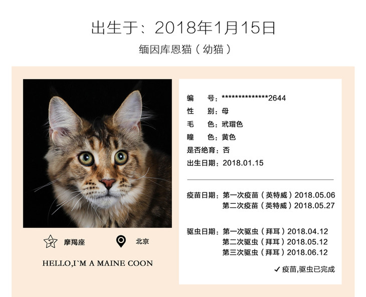 caac缅爱猫舍缅因库恩猫纯种猫宠物猫咪活体缅因猫幼猫活体