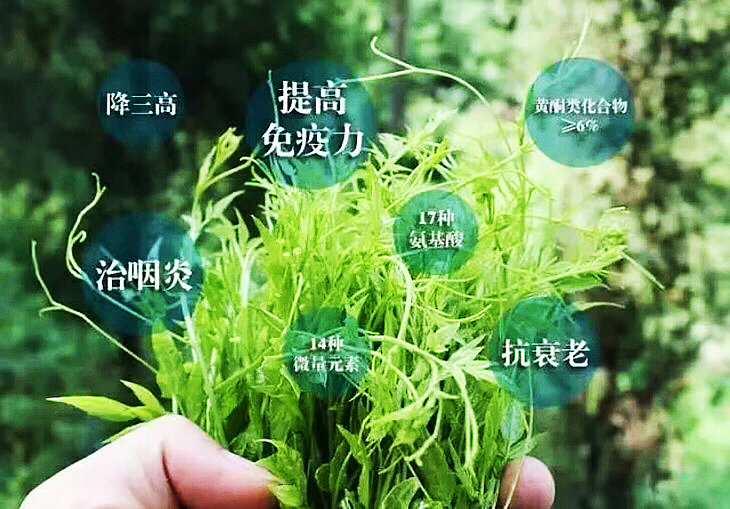 【包邮】湖南湘西龙须莓茶,有点甜的茶(礼袋装)