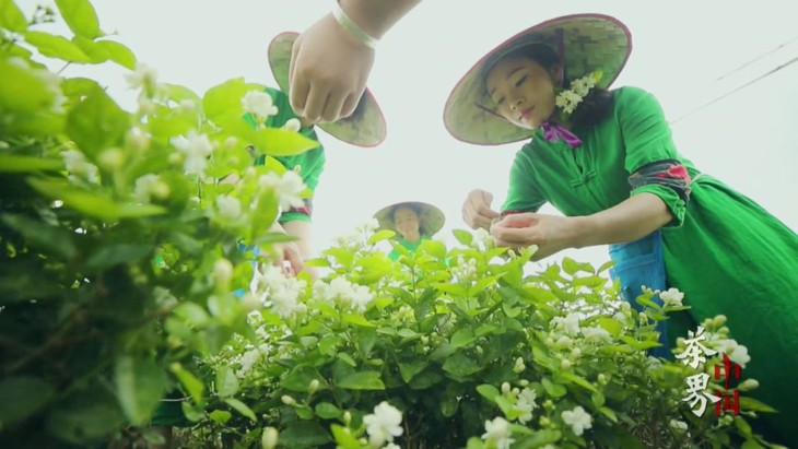 茶界中国茉莉红茶的茉莉花选用 广西当地中小叶种茶树,在茶树初长嫩芽