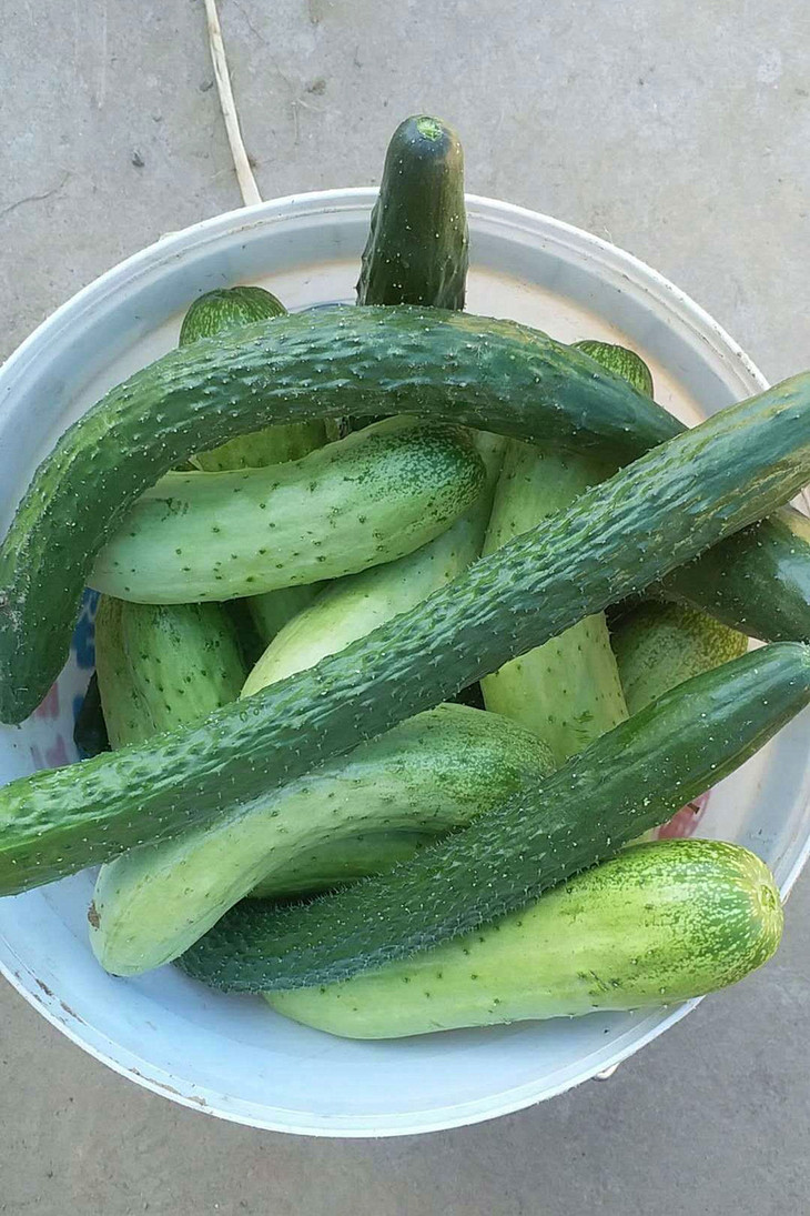 细长的是普通黄瓜,矮短的是水果黄瓜