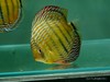 A409 特隆贝塔皇室蓝 14-15cm 母 商品缩略图8