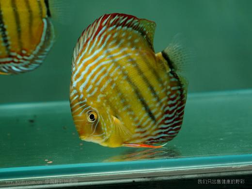 A409 特隆贝塔皇室蓝 14-15cm 母 商品图8