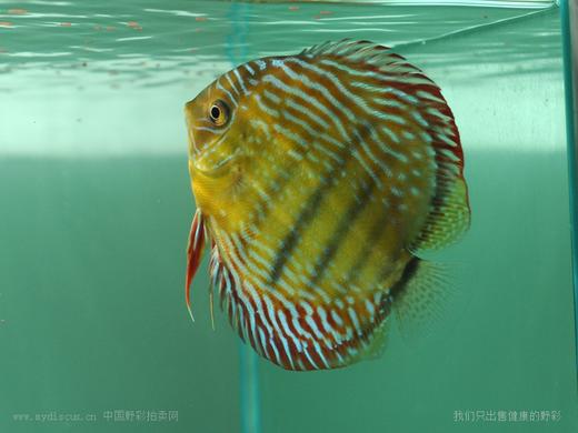 A409 特隆贝塔皇室蓝 14-15cm 母 商品图6