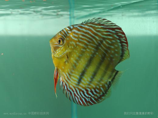 A409 特隆贝塔皇室蓝 14-15cm 母 商品图1
