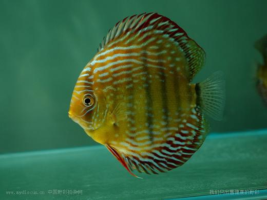 A409 特隆贝塔皇室蓝 14-15cm 母 商品图3