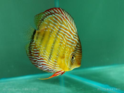 A409 特隆贝塔皇室蓝 14-15cm 母 商品图7