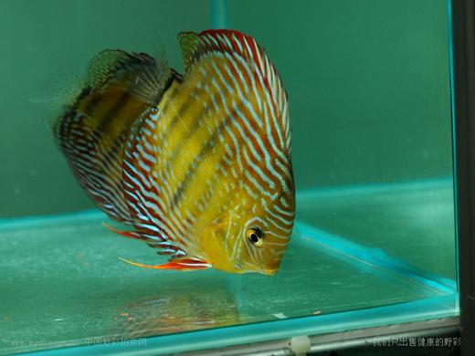 A409 特隆贝塔皇室蓝 14-15cm 母 商品图4