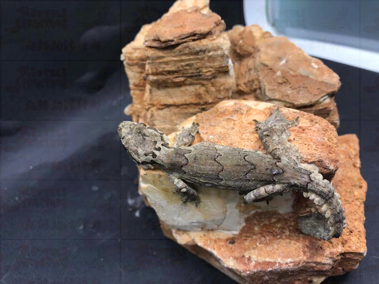 reptile structure-爬结构 飞蹼守宫