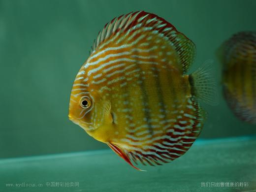 A409 特隆贝塔皇室蓝 14-15cm 母 商品图0