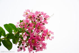 鲜花
