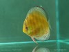 A428 特隆贝塔红彩 15cm 母 商品缩略图4