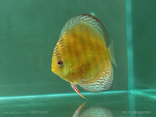 A428 特隆贝塔红彩 15cm 母 商品图4