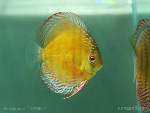 A428 特隆贝塔红彩 15cm 母 商品图0
