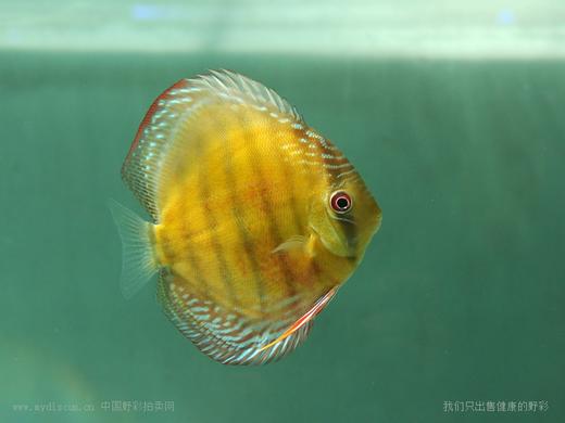 A428 特隆贝塔红彩 15cm 母 商品图6