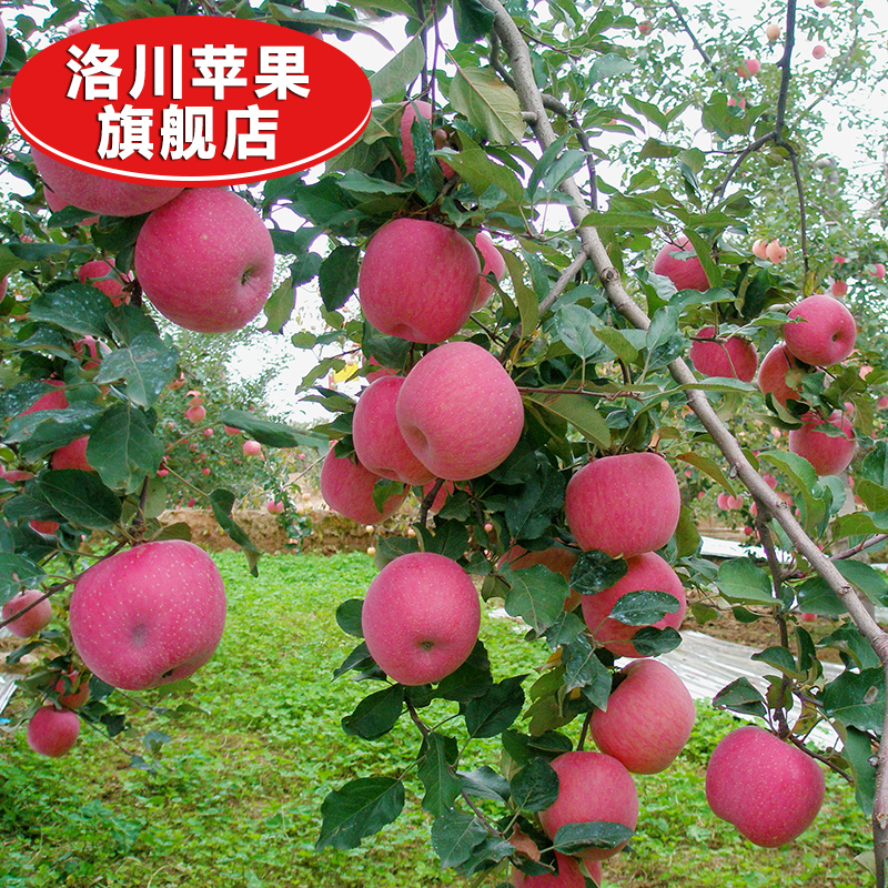 【洛川红富士】陕西洛川苹果红富士40枚75礼盒包邮