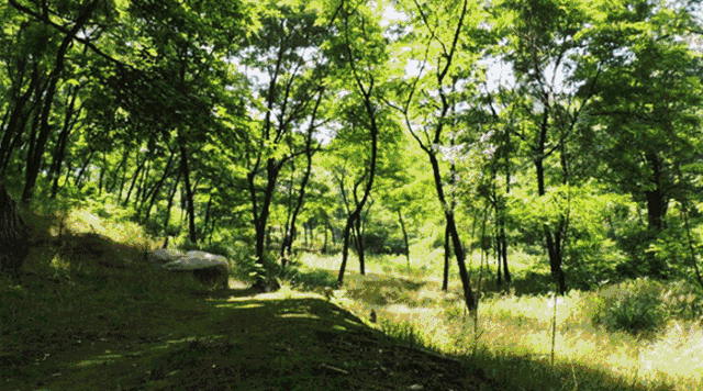 千年的原始深山林地,矿物营养丰富,肥沃率60%以上  这种大自然环境里