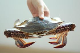 （永久下架）舟山顶级梭子蟹（仅限江浙沪包邮）