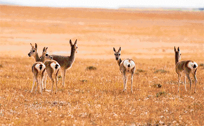 这里有魔鬼城般的雅丹  这里有连天的高原湖泊  这里有雄浑的祁连雪山