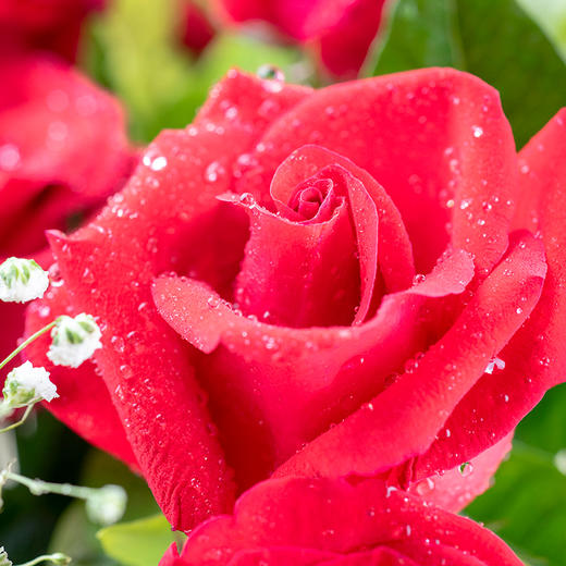 幸福久久（鲜花）共9朵，让爱长长久久，时刻陪伴左右-199（芜湖） 商品图3