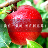（永久下架）预售 阿克苏红旗坡苹果树 商品缩略图1