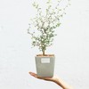 童话刺森 - 新 西 兰 槐（进口植物） 商品缩略图0