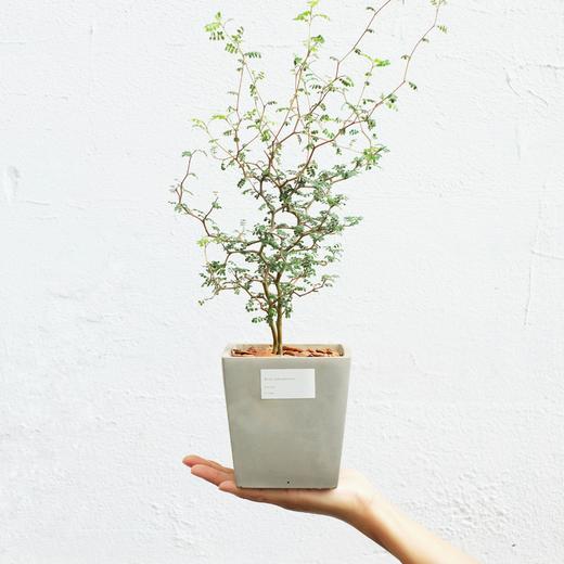 童话刺森 - 新 西 兰 槐（进口植物） 商品图0