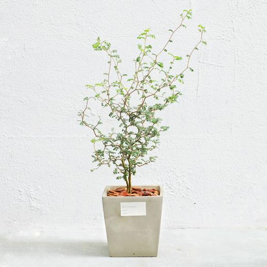 童话刺森 - 新 西 兰 槐（进口植物） 商品图1