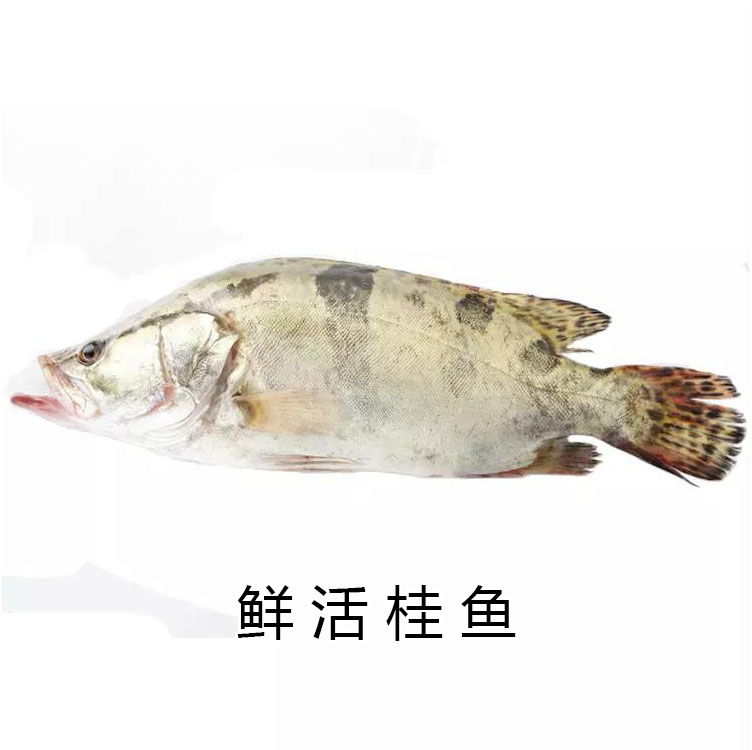 【下单后现杀】鲜活鱼类 桂鱼/鲈鱼/多宝鱼 /草鱼/鲟鱼/黑鱼/鲤鱼